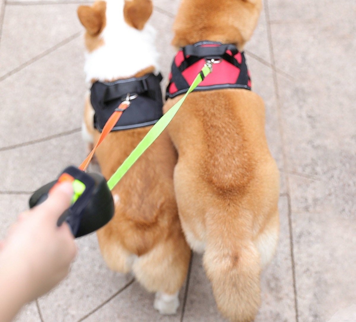 Dubbele Uittrekbare Hondenriem met LED Zaklamp voor Twee Honden – Reflecterende Hondenlijnen van 3 Meter 5