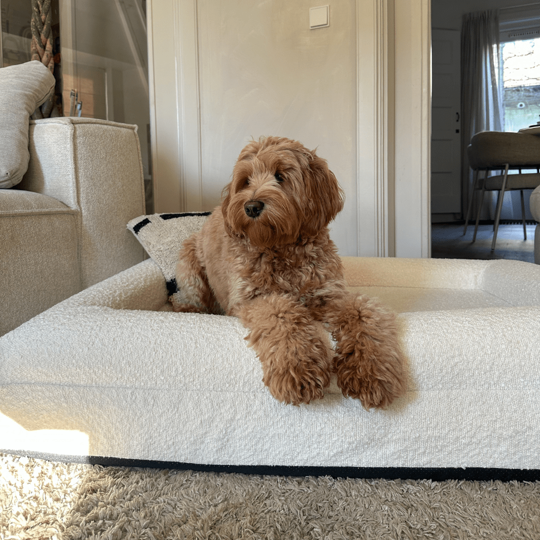 Orthopedisch Hondenkussen met Memory Foam en Wasbare Bouclé Hoes 6